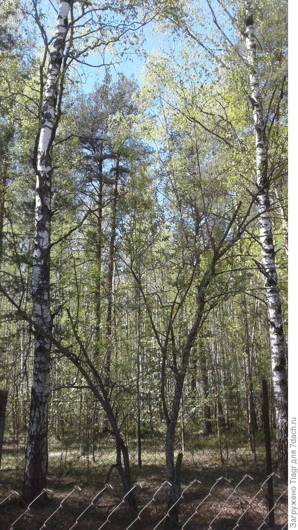 ориентиры за забором)))