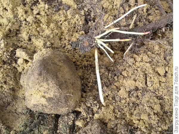 камни, корни шиповника, ......