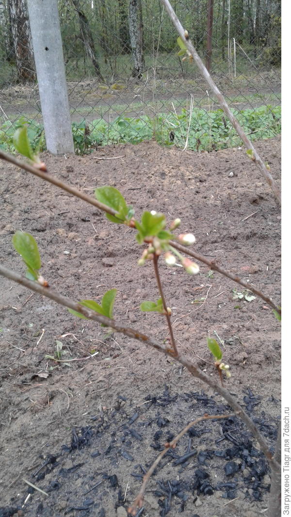 Первые бутоны )))