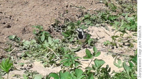 песок, сныть........