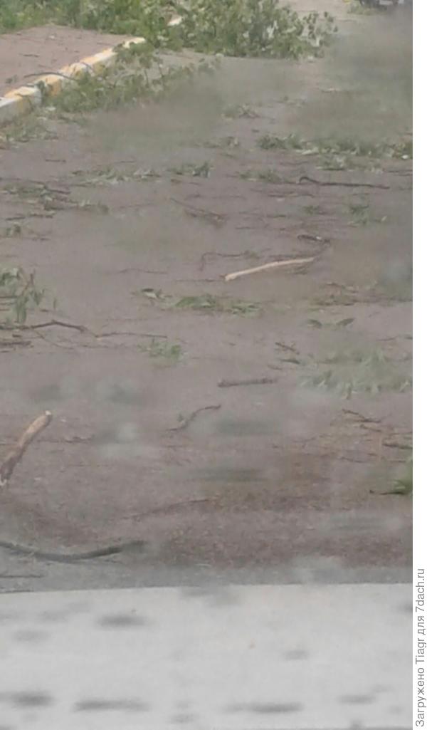 но  и тут падали деревья