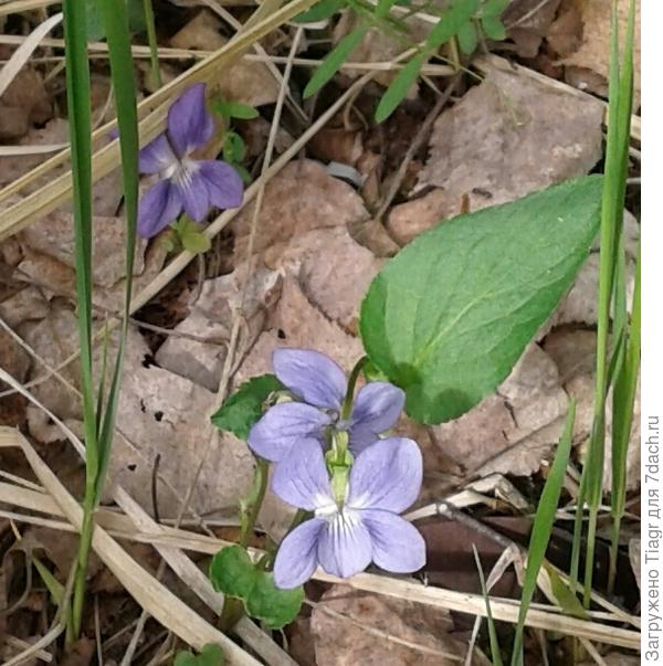 эта лапонька была лесная, но я её к себе пригласила уже, но не успела сфотографировать вчера)