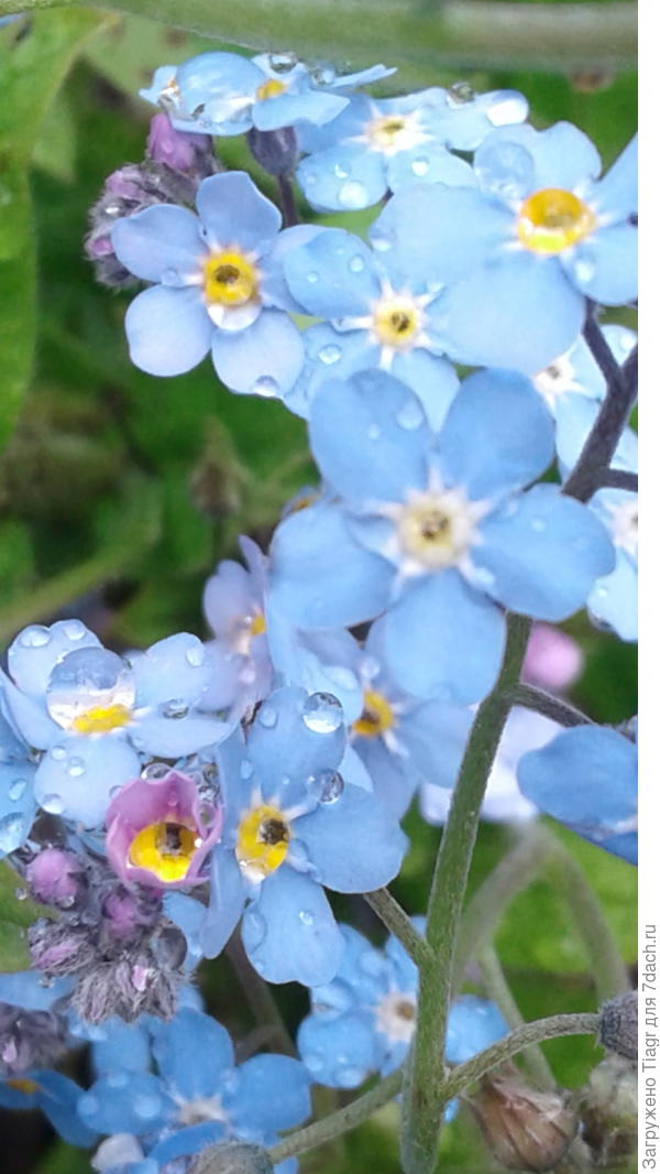 незабудки