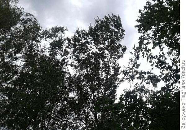 Ветви гнулись от ветра