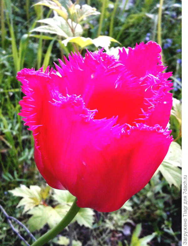 Мои первые тюльпаны вам)))