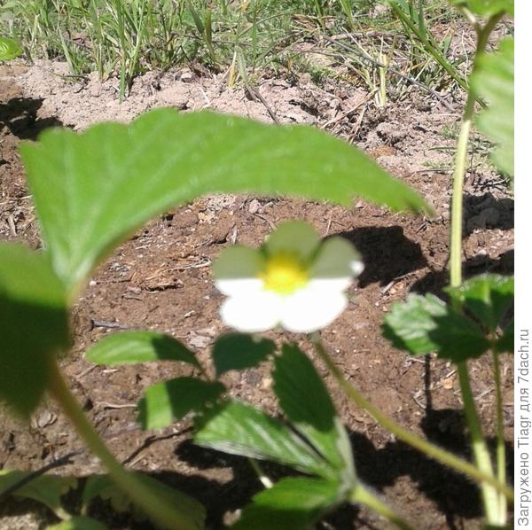 появились одиночные цветочки