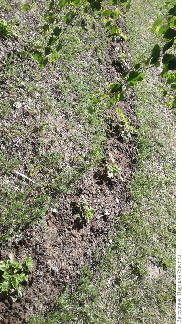 эта земляничная лента ведёт в огород