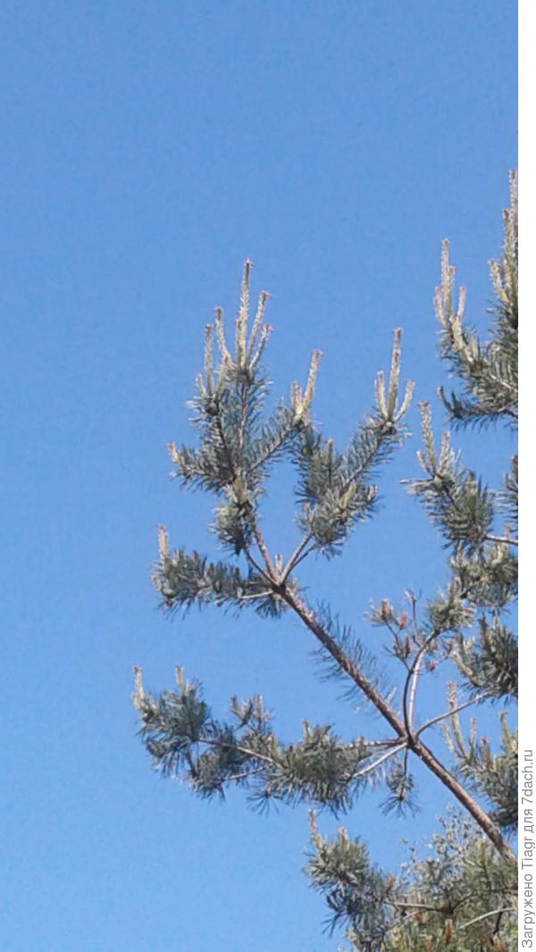 чистого неба над головой