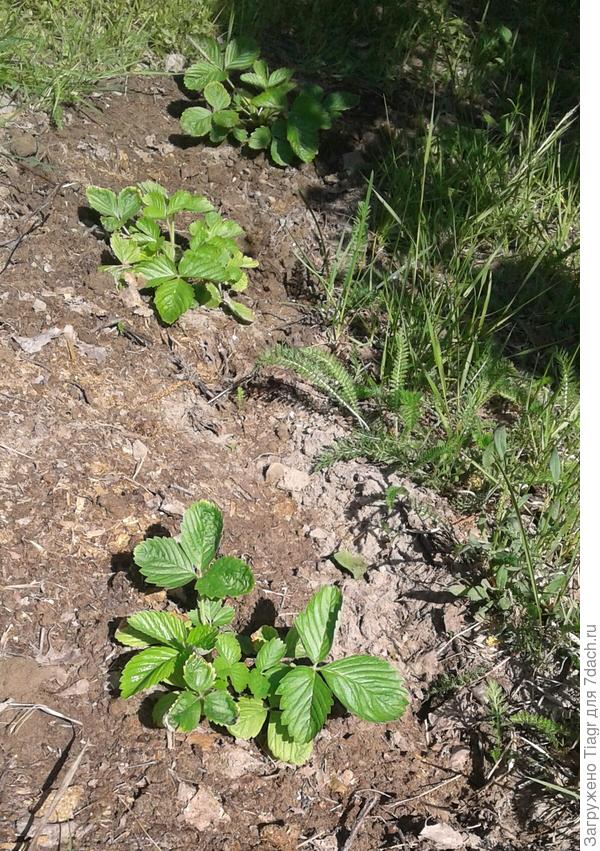 она же, но поближе