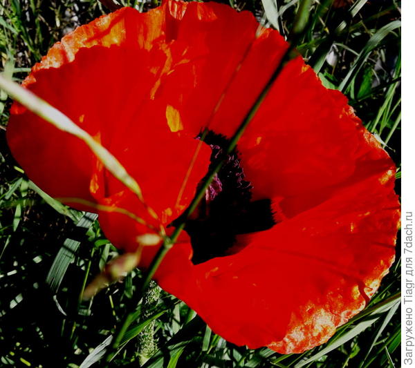 Всем участникам конкурса желаю ДОБРА!))))