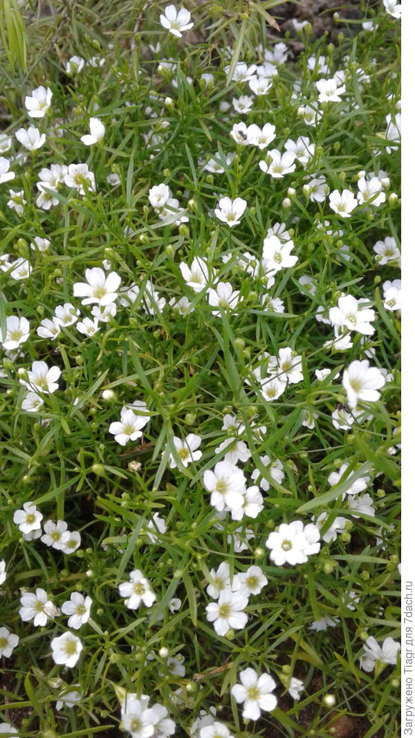 Эту травку я посадила под можжевельником и ей понравилось -расрослась