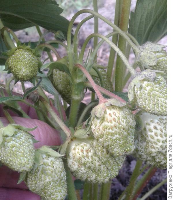 клубника под названием &quot;Посеяли птички&quot;))), а я прошлым летом пересадила кустики на грядку