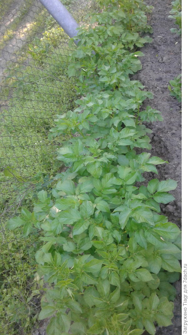 Раньше посадила