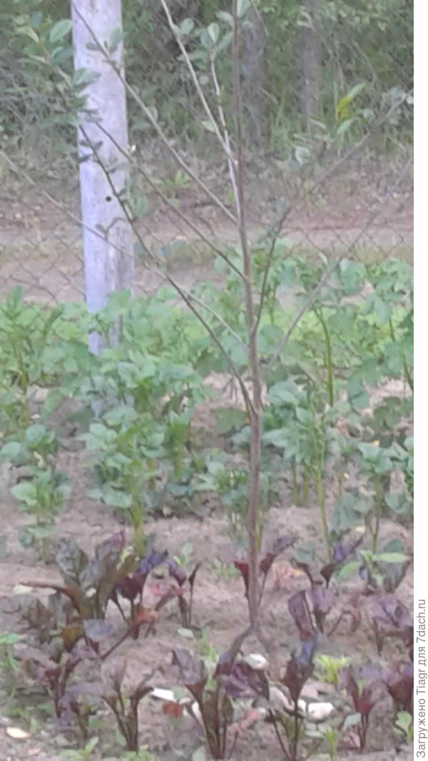 Свёкла и картофель. Фото с другого ракуса)))