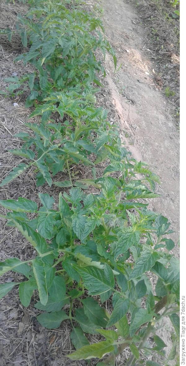 Томаты-камикадзе в ОГ)))