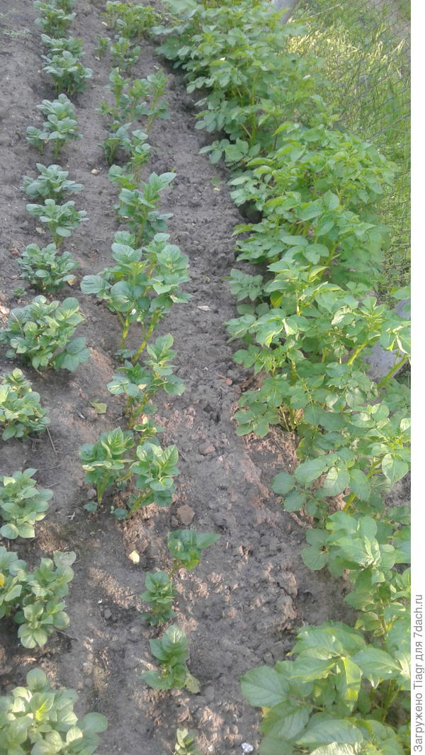 Картофель посаженный в разные сроки