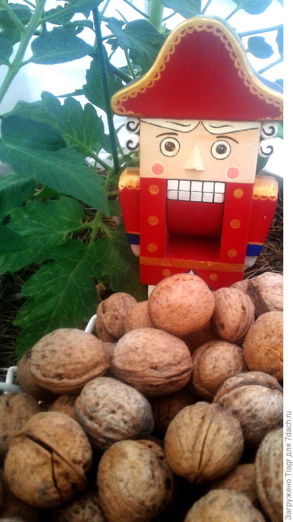 Щелкунчик и грецкие орехи-подарок от Светика-Solan)))