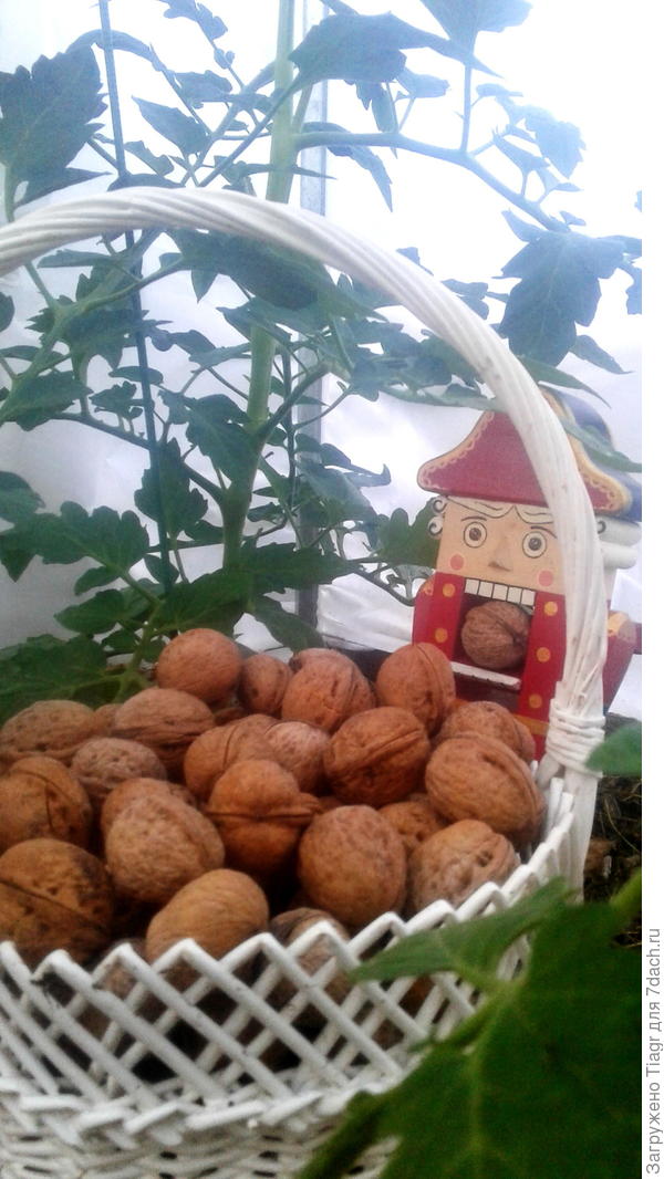 Аппетитно))). Особенно приятно щёлкать орехи в теплице &amp;quot;Сибирский агроном&amp;quot;))))