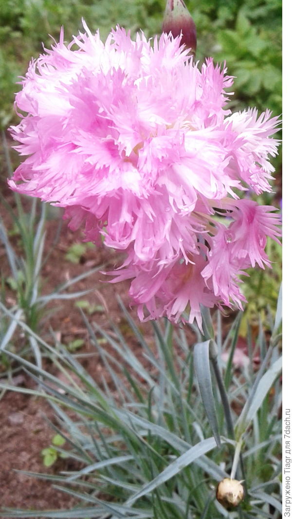Цветы из розовой сказки - гвоздика многолетняя