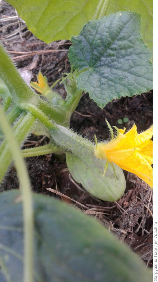 Это неделю назад. Сейчас уже огурчики первые. С  каждого кустика штучки по три смело можно насобирать.