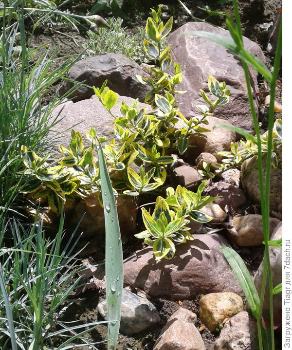 На фото он справа, ещё не оаспустившийся. Сейчас уже цветёт вовсю.