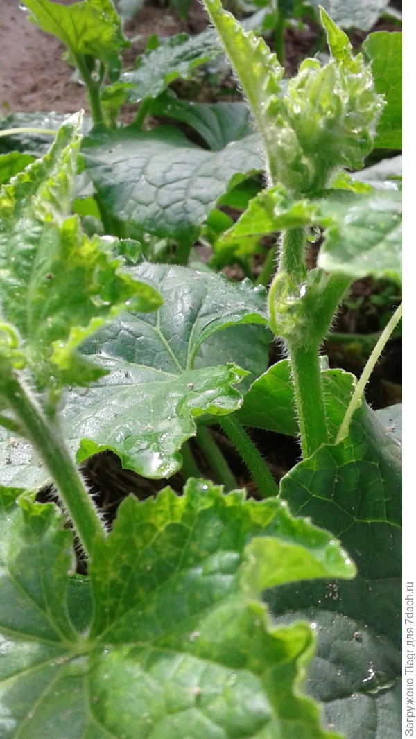 Под лучами редского солнца