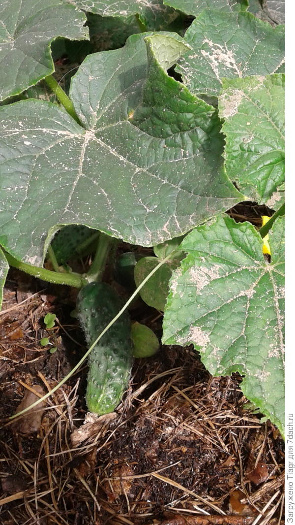 Уже не в золе, а в песке)))