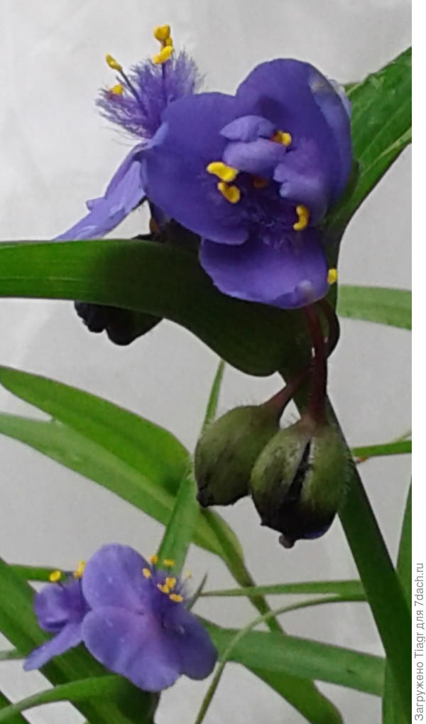 Это вам от меня. Цветы сегодняшнего утра)))