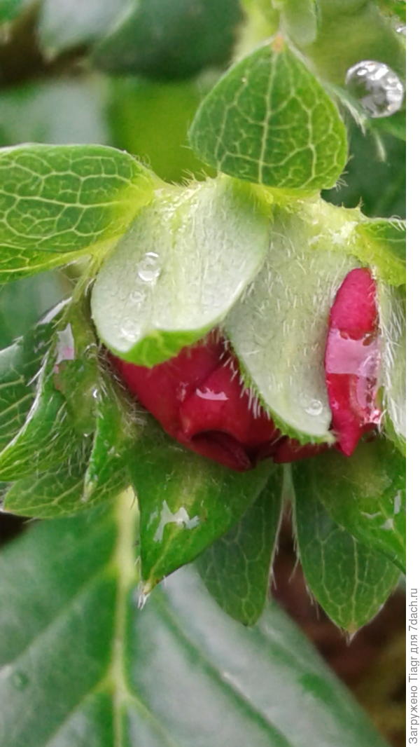 Рубиновый восторг (после дождя)