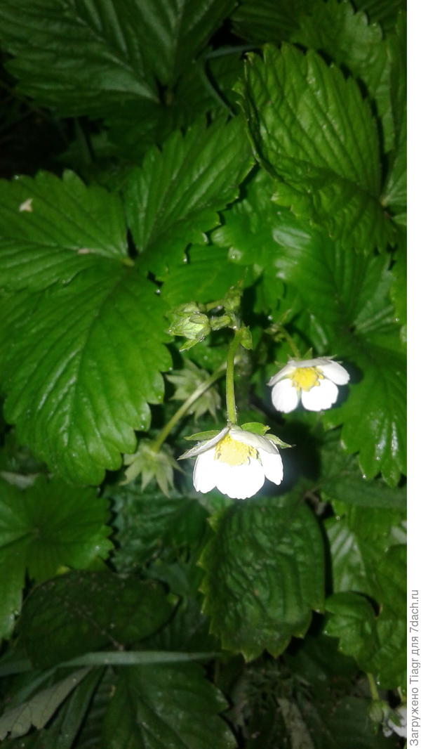 Жёлтое чудо (ночью)