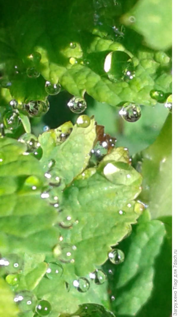 От всей души дарю бусы свежести и радостного утра!