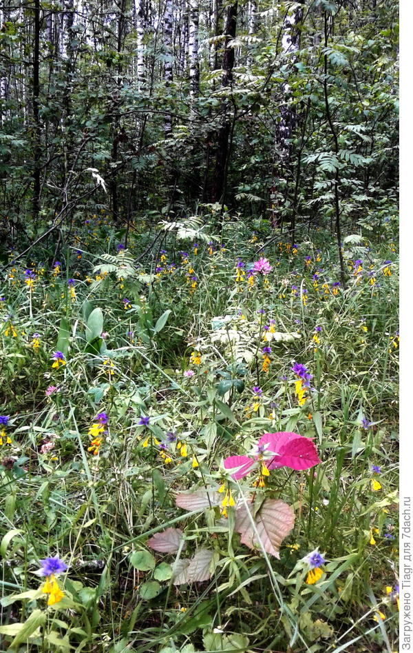 Все цветы и деревья леса вам!)))