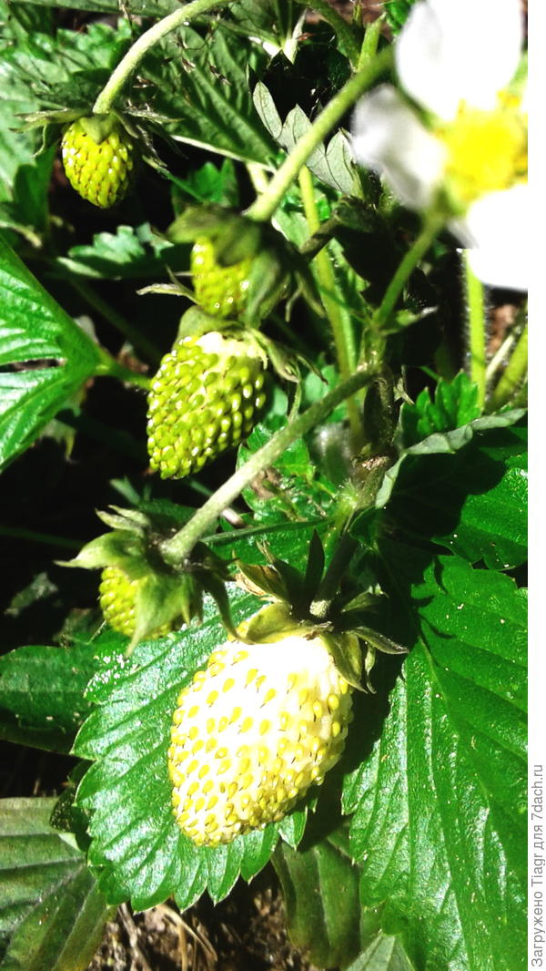 Певую душистую ягодку жёлтой земляники ребёнку)))