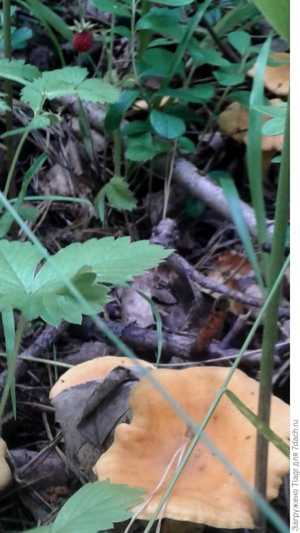 Первые грибы))) лисички