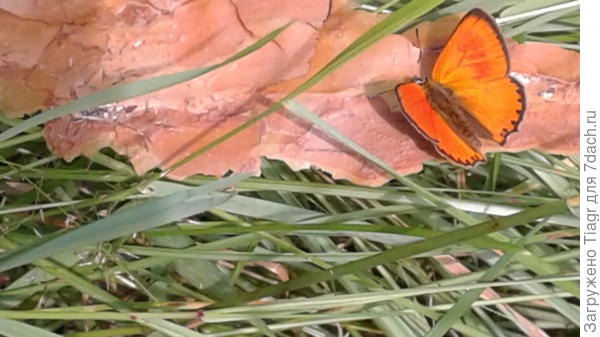 Она такая же солнечная, как и ты)))