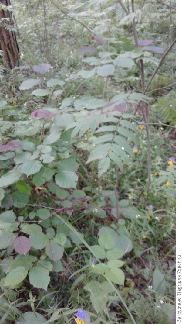 Этот чуть постарше