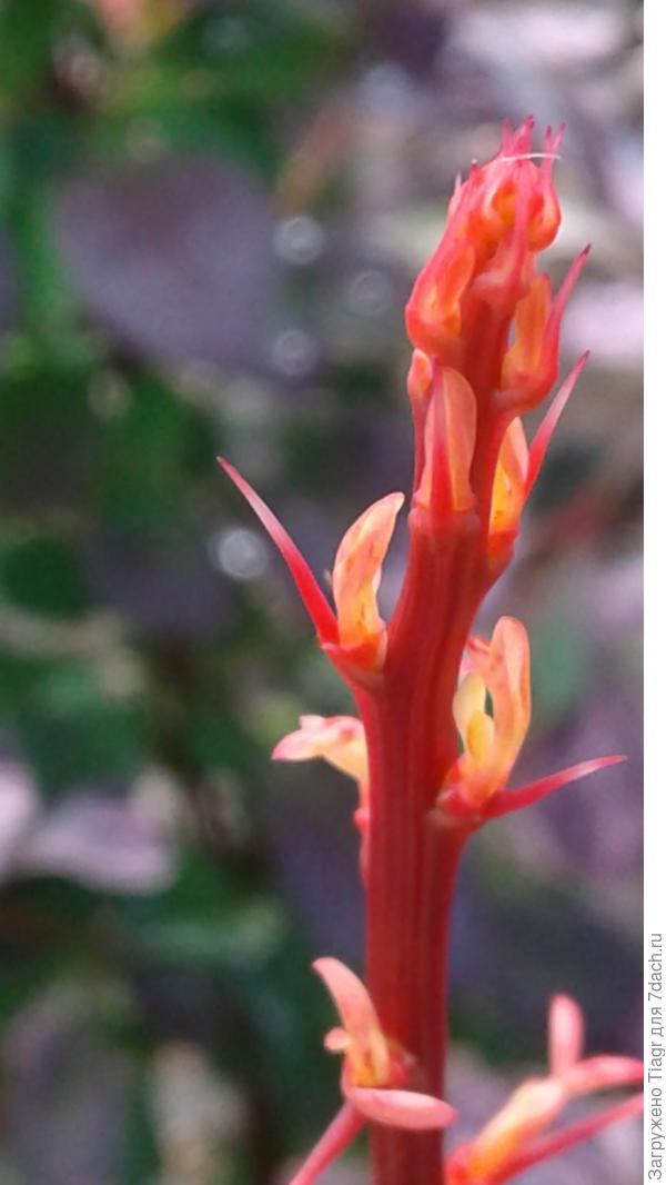 А вот тот же побег, но камера телефона зафиксировала свой взгляд на побеге, а фон в итоге размылся.