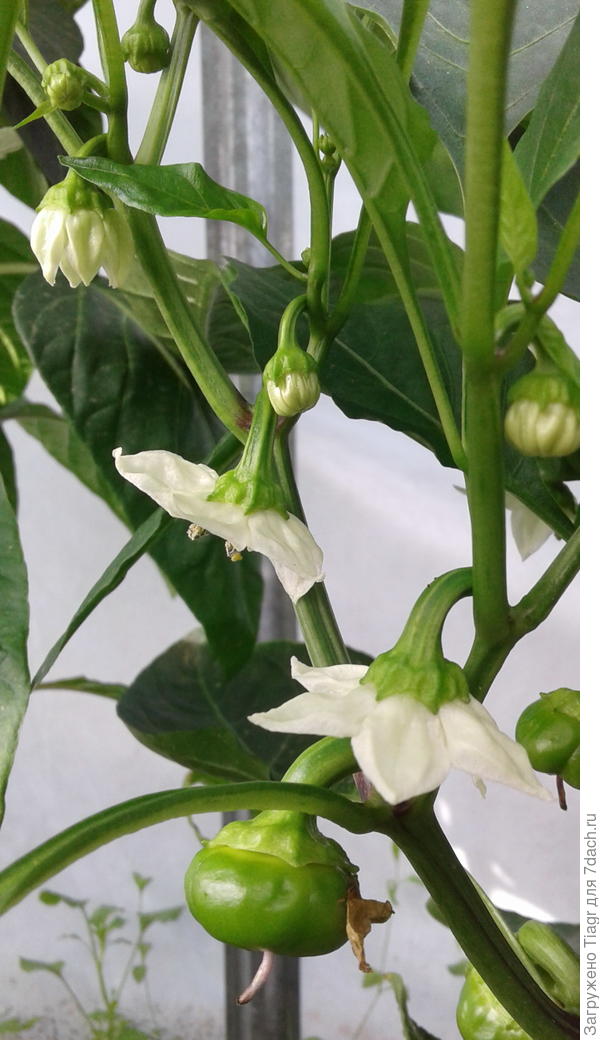 на их место "приходят" другие)))