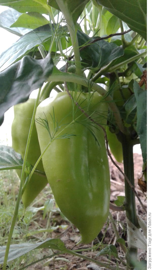 некоторые мы уже съели)))