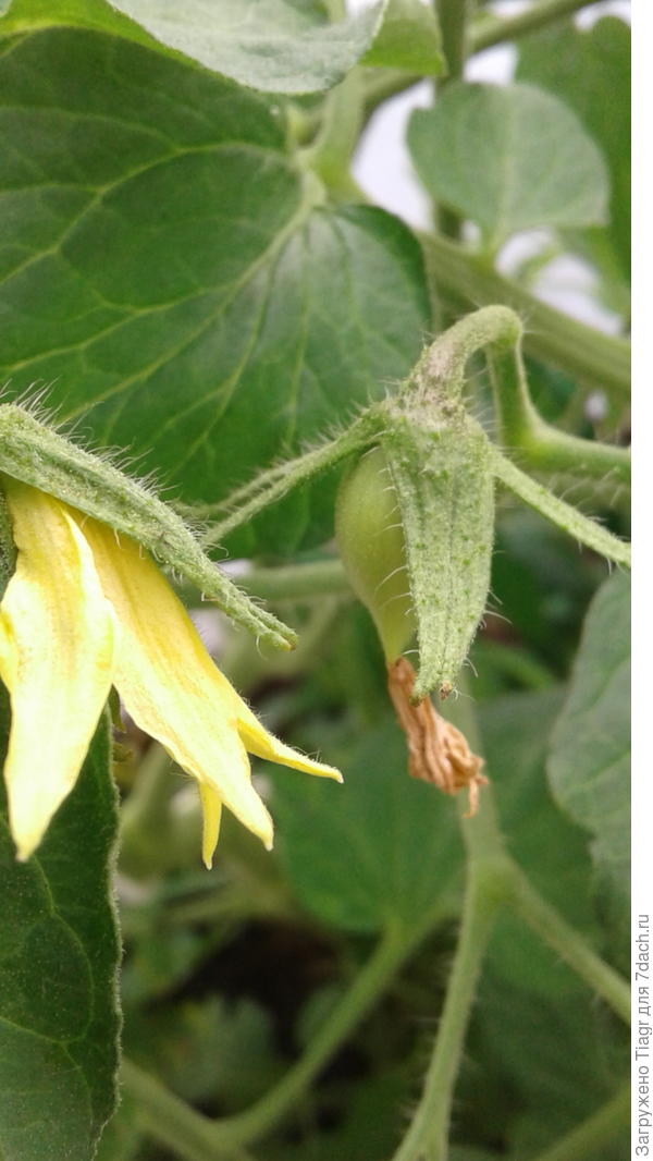 Мои горошинки