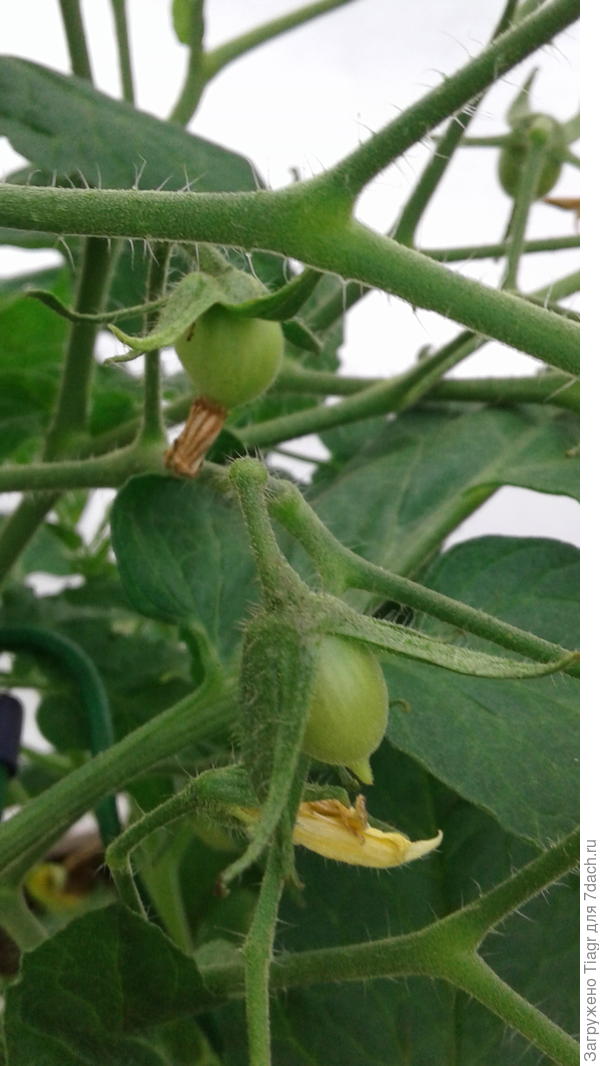 Первые завязи помидорок