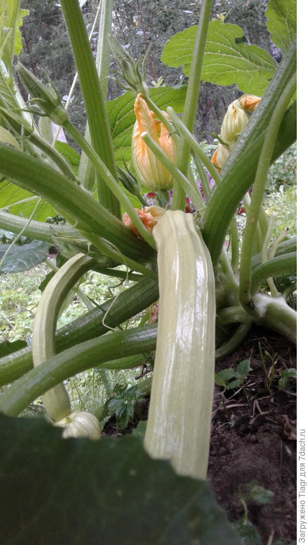 Кабачок-цукини Застольный от СеДеК.