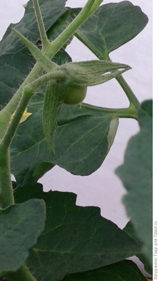 И всё-таки она крутится)))