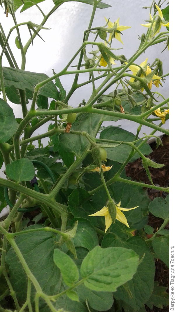 Может, ещё успеют созреть)))