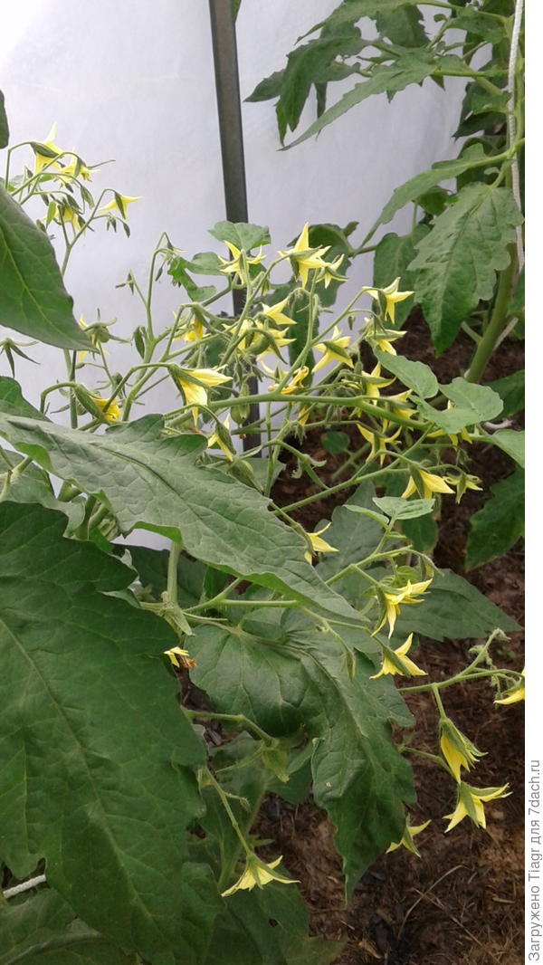 Хоровод цветов