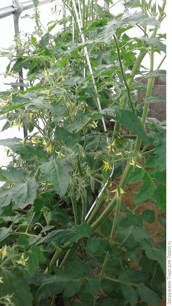 Много цветов