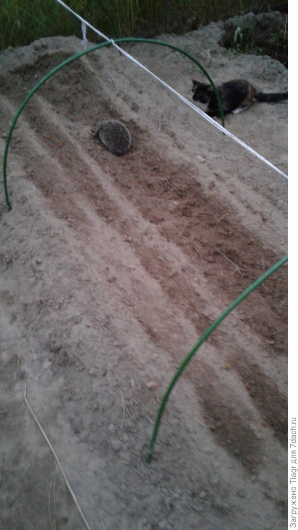 Топчется прям по рядочку с посевом редьки))))