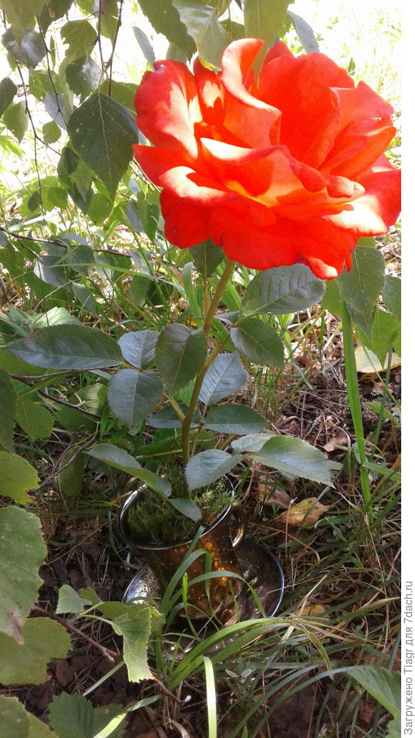 Вот роза на укоренение отправлена, а ещё семена розы проращиваю))) Интересно, что вырастет?