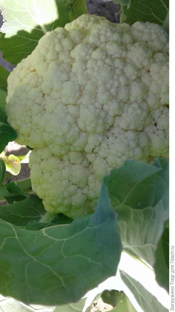 и такая цветная