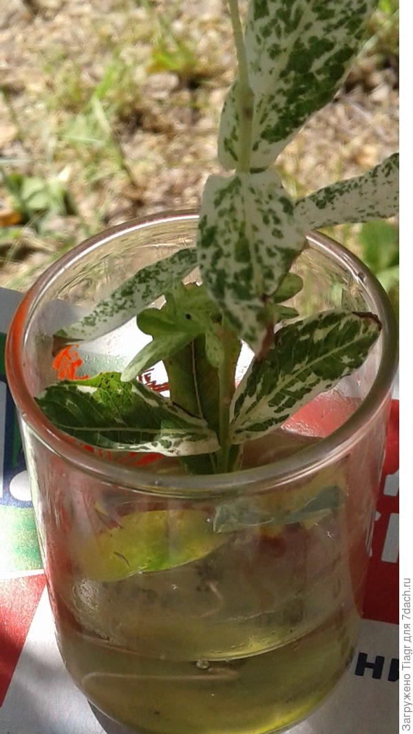 ива дала корешки